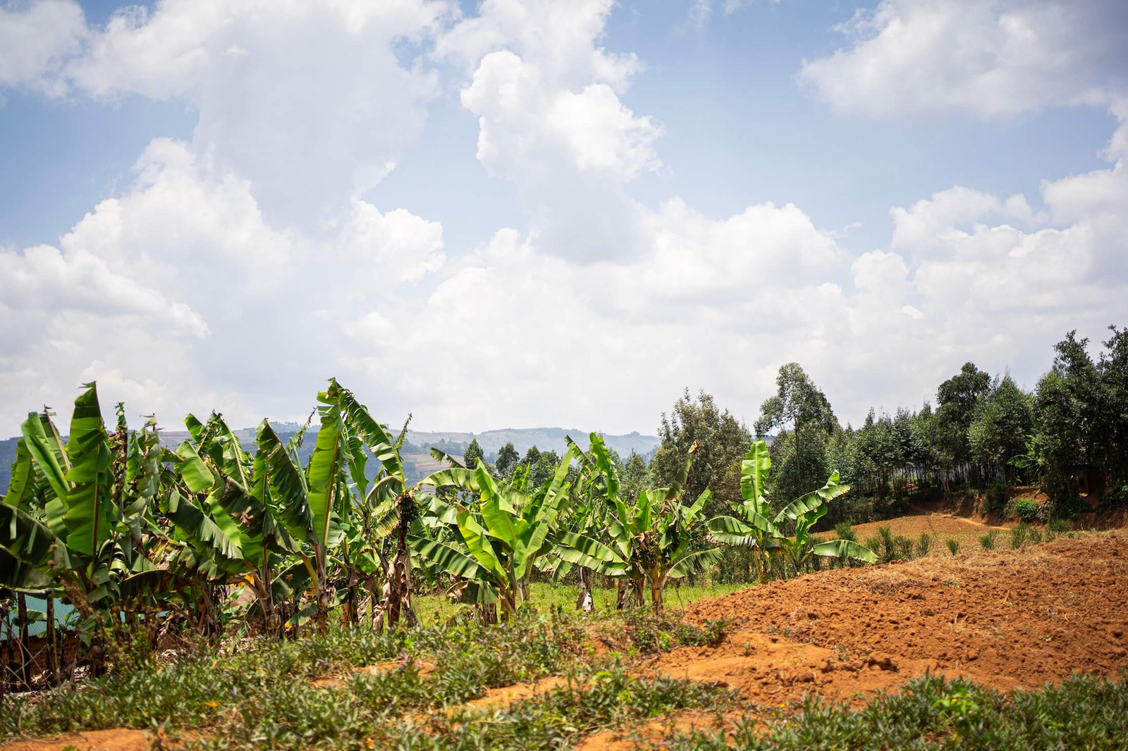 Banana plantation under a wide sky